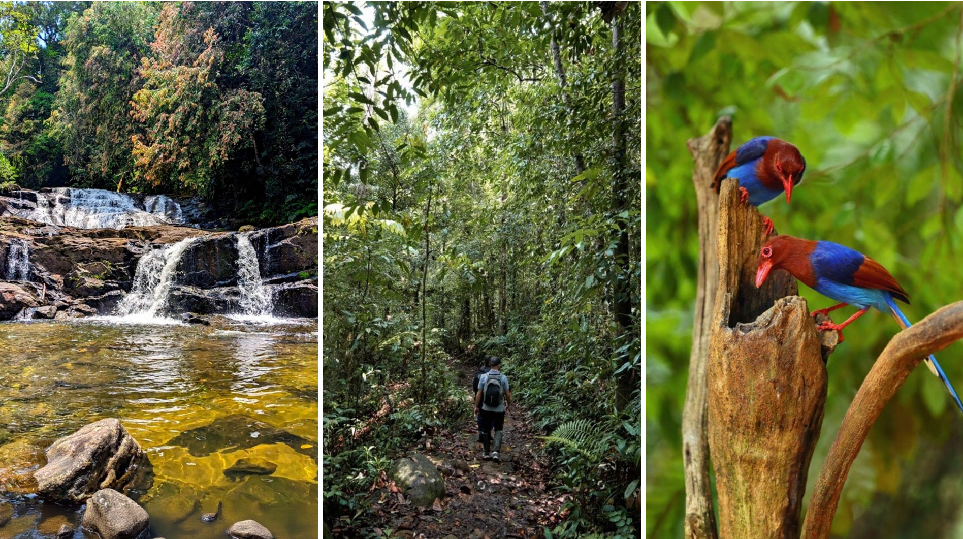 Sinharaja Rainforest