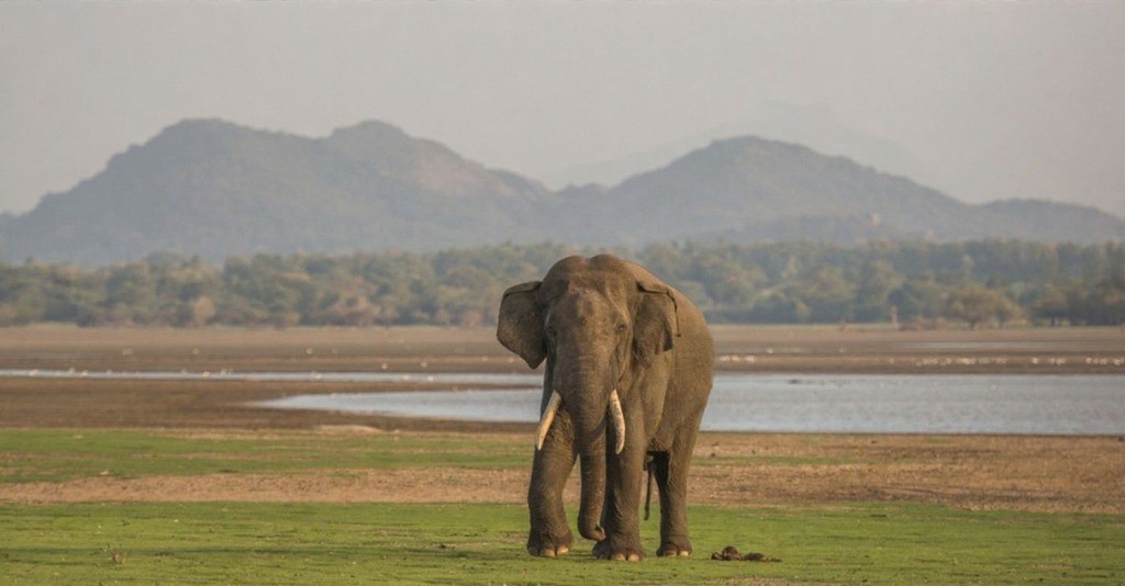 Yala National Park Wildlife Safari