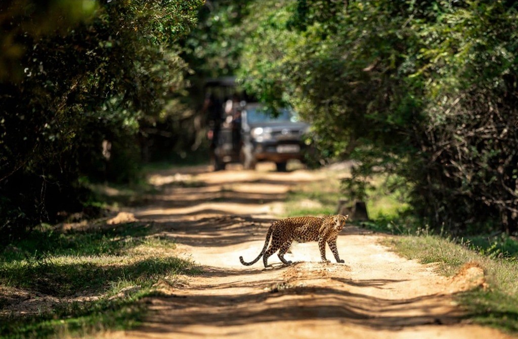 Yala National Park Wildlife Safari Image 2
