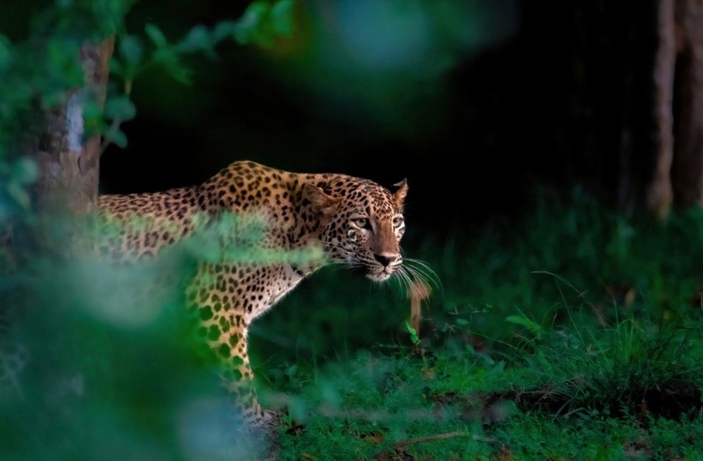 Yala National Park Wildlife Safari Image 3